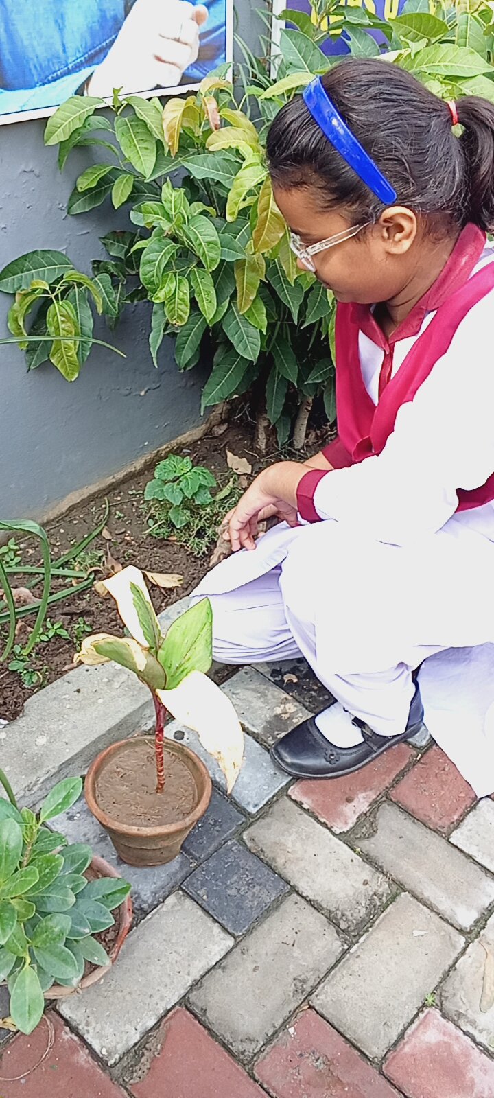 Plant Germination Activity